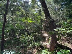 -北京鹫峰国家森林公园