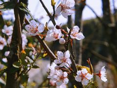 -鼓岭旅游度假区