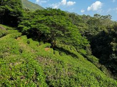 -雁南飞茶田景区