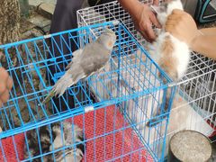 -桂林市花鸟市场