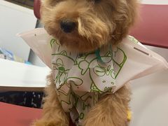 -汪喵宠物医院·骨科心脏影像·犬猫急重症ICU诊疗中心(成华分院)