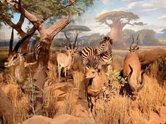 -陕西自然博物馆