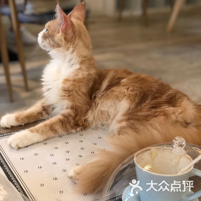 戒猫研究所·猫咪主题咖啡馆coffee