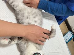 -灵美宠物诊所