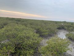 -北海金海湾红树林生态旅游区