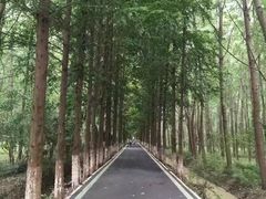 -合肥滨湖国家森林公园