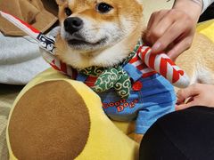 -逗柴咖啡屋·狗咖猫咖宠物桌游