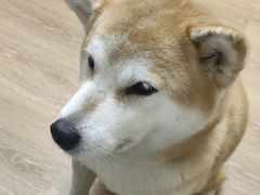 -是阿柴呀！柴犬咖啡·爱喵喵猫咖