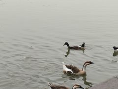 -海珠湖公园