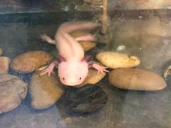 -上海大自然野生昆虫馆(东方明珠·爬宠昆虫探索中心)