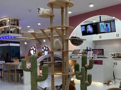 -喵园·猫主题咖啡厅·撸猫·猫咖(国贸店)