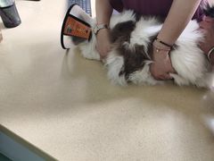 -东方动物医院·宠保定点·骨科·转诊中心(春城路·昆明站分院)