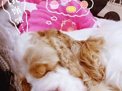 -汪小喵宠物·戴维斯乐芳希施宠馨宝皮毛调理洗护店
