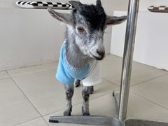 -怪兽屋·羊驼·猫咖·狗咖(俊华广场店)