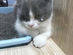 -屋虎猫馆(宝安大仟里店)