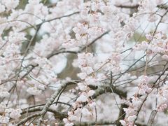 -京都御所