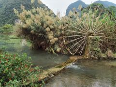 -靖西鹅泉风景区