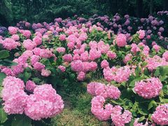 -上海滨江森林公园