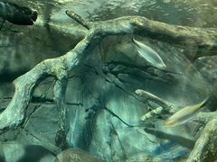 -上海海洋水族馆