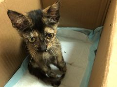 -安安宠医·安宠宠物医院