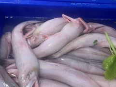 -金砂阿洲鱼册店