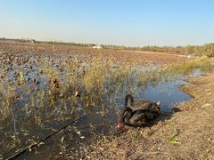 -天津东丽湖风景区