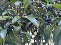 -樱桃山旅游景区