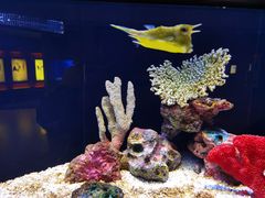 -上海海洋水族馆