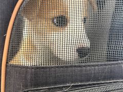 -瑞派康怡24h宠物医院·犬猫医疗中心·微创绝育(瑞景分院)