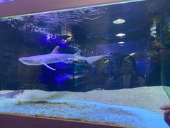 -青石桥花鸟鱼虫市场(叠翠城店)