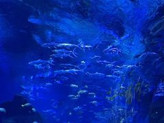 -海合安武汉极地海洋公园