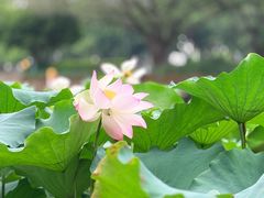 -光明港公园