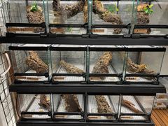 -酷以爬仙阁实体爬宠店·守宫·蜥蜴·专业繁育