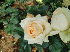 -人民公园(罗湖区)