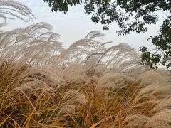 -海上花岛玫瑰园采摘