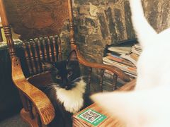 -猫色咖啡·猫咖