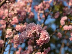 -天适樱花悠乐园