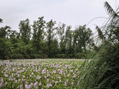 -白鹭湾湿地公园