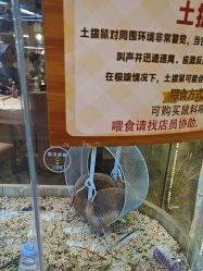 -卡通尼·Safari非洲探索乐园·生日会(金桥国际商业广场店)