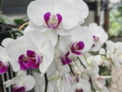 -中国科学院华南植物园