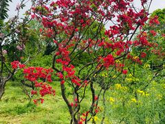 -南汇桃花村