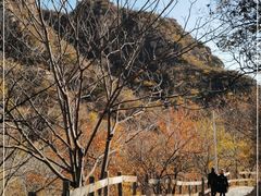 -大岭沟猕猴桃谷风景区