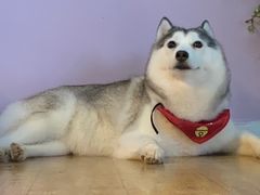 -Husky Go! 哈士奇体验馆·宠物咖啡厅狗咖