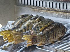 -杨合林啊兰烤鱼