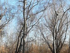 景点-朝阳公园