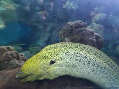 -上海海洋水族馆