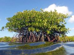 -北海金海湾红树林生态旅游区