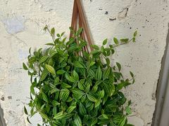 -绿小院(荔湾店)