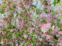 -海棠花溪(元大都城垣遗址公园)