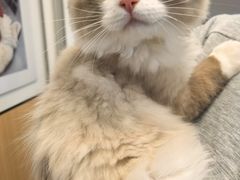 -瑞派·关忠动物医院·猫专科·犬专科(三环新城店)